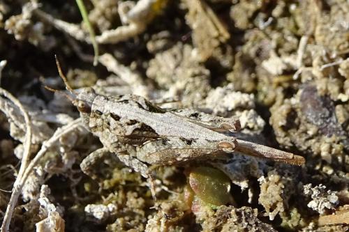 Réf. 262 972 : Tetrix ceperoi ceperoi